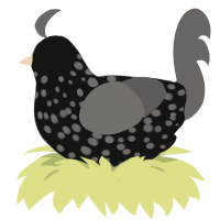 Spotted Ash, a black and grey chicken with a speckle pattern