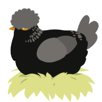 A black and grey chicken with a neck-band pattern