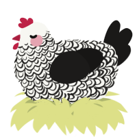 A white and sable chicken with a double-lace pattern