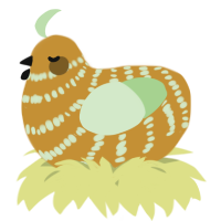 A gold and gluppy chicken with a bar pattern