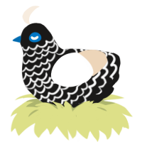 A sable and cream chicken with a lace pattern