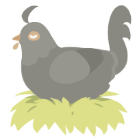 A ash chicken with a head pattern