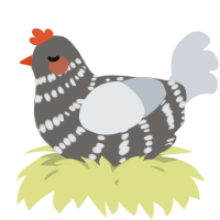 A grey and mist chicken with a bar pattern