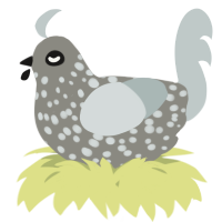 A ash and silver chicken with a speckle pattern