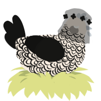 Encre, a cream and black chicken with a double-lace pattern