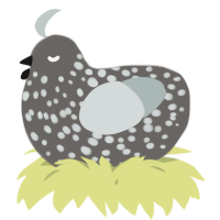 A grey and silver chicken with a speckle pattern