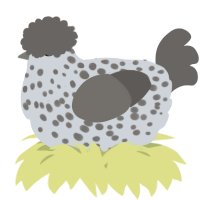 A mist and grey chicken with a speckle pattern