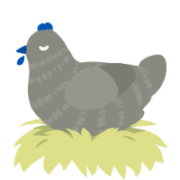 A ash chicken with a bar pattern