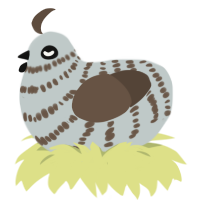 Bob Leponge, a silver and bark chicken with a bar pattern