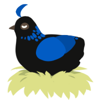 (unnamed), a black and ultramarine chicken with a neck-speckle pattern