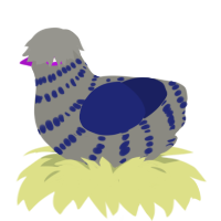 A ash and navy chicken with a bar pattern