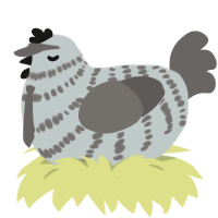 Cameron, a silver and grey chicken with a bar pattern
