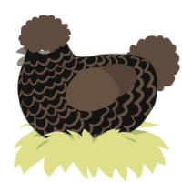 Jeremy, a black and bark chicken with a lace pattern