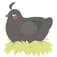 A grey chicken