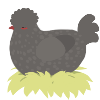 A grey chicken with a speckle pattern