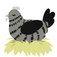 Charcoal, a ash and black chicken with a bar pattern