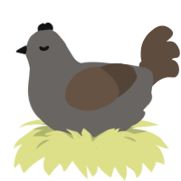 Muddy, a grey and bark chicken