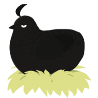 A sable and black chicken with a half-lace pattern
