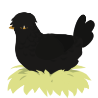 A sable and black chicken with a half-lace pattern