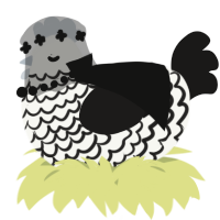 A white and sable chicken with a lace pattern