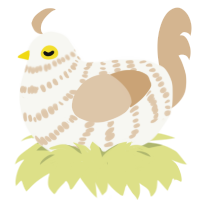 A white and beige chicken with a bar pattern