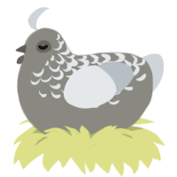 Dime, a ash and mist chicken with a half-lace pattern