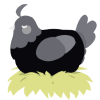 A white and ash chicken with a head pattern