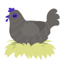 Grayson, a grey chicken with a bar pattern