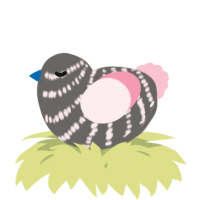 A grey and rose chicken with a bar pattern