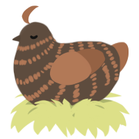 A bark and brown chicken with a bar pattern