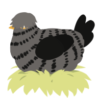 A grey and black chicken with a bar pattern