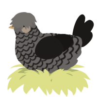 A grey and sable chicken with a lace pattern