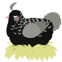 A black and ash chicken with a half-lace pattern