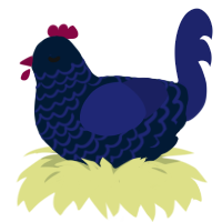 Midnight, a tumblr and navy chicken with a lace pattern