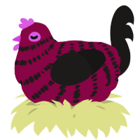 A maroon and sable chicken with a bar pattern
