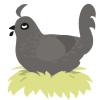 The Dark Academic, a grey chicken with a half-lace pattern