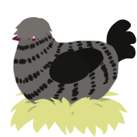 A grey and black chicken with a bar pattern