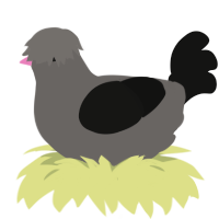 Its not a phase mom, a grey and black chicken