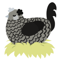 Granite, a ash and sable chicken with a lace pattern