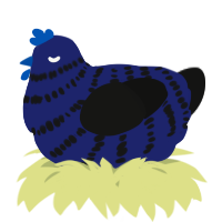 A navy and black chicken with a bar pattern