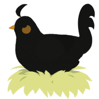 A black chicken with a double-lace pattern
