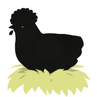 A black chicken with a head pattern
