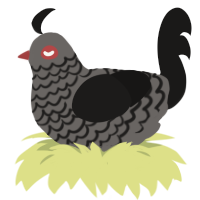 A little emo, a grey and sable chicken with a lace pattern