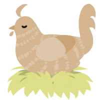 A beige chicken with a bar pattern
