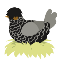 A sable and ash chicken with a lace pattern