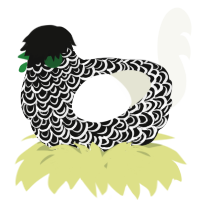 A black and white chicken with a double-lace pattern