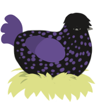Moisissure Noire, a sable and overcast chicken with a speckle pattern