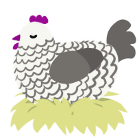 A white and grey chicken with a lace pattern