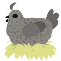 A ash and grey chicken with a speckle pattern