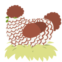 A white and russet chicken with a lace pattern